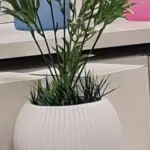 فازة تحف جبص