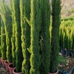 سرو عامودي ايطالي