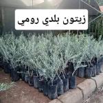 شتل زيتون بلدي