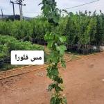 مس فلورا