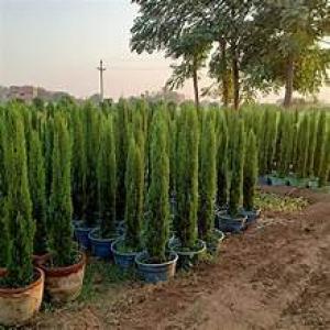 سرو عامودي ايطالي 3 متر